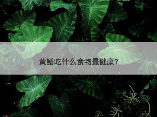 黄鳝吃什么食物最健康？