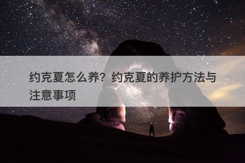 约克夏怎么养？约克夏的养护方法与注意事项