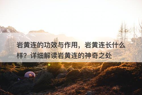 岩黄连的功效与作用，岩黄连长什么样？详细解读岩黄连的神奇之处