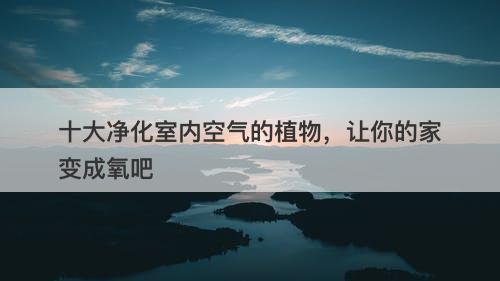 十大净化室内空气的植物，让你的家变成氧吧