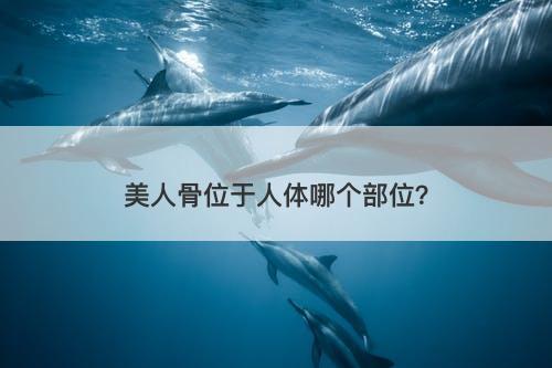 美人骨位于人体哪个部位？