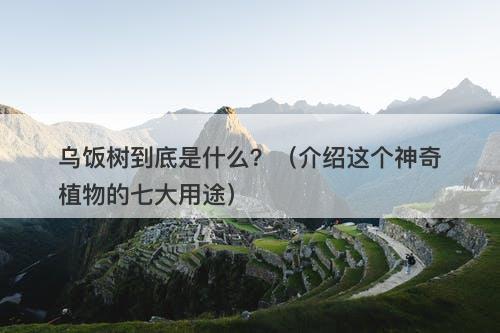 乌饭树到底是什么？（介绍这个神奇植物的七大用途）