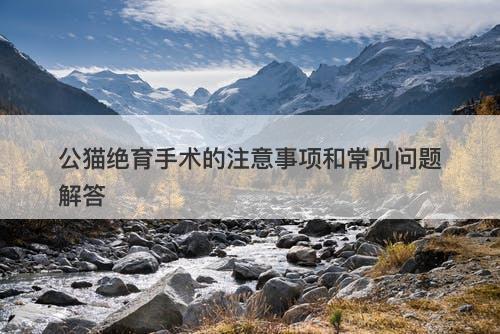 公猫绝育手术的注意事项和常见问题解答