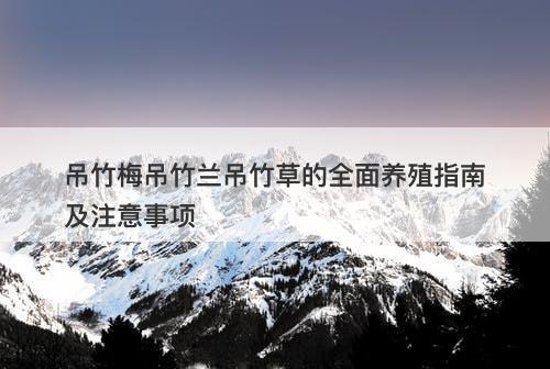 吊竹梅吊竹兰吊竹草的全面养殖指南及注意事项