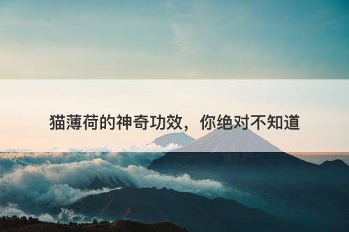 猫薄荷的神奇功效，你绝对不知道