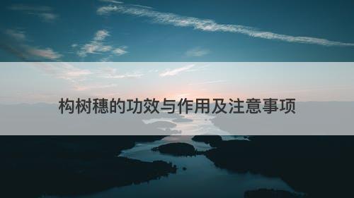 构树穗的功效与作用及注意事项