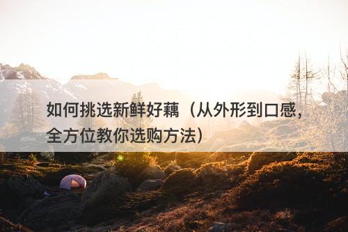 如何挑选新鲜好藕（从外形到口感，全方位教你选购方法）