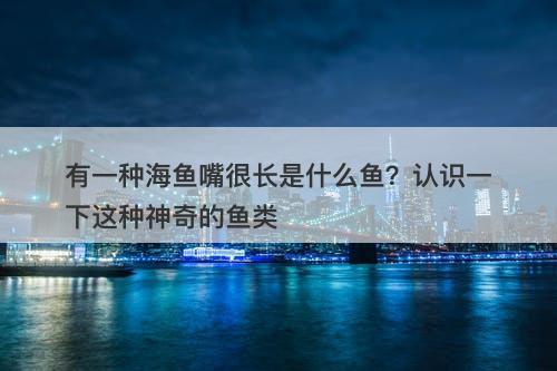 有一种海鱼嘴很长是什么鱼?认识一下这种神奇的鱼类