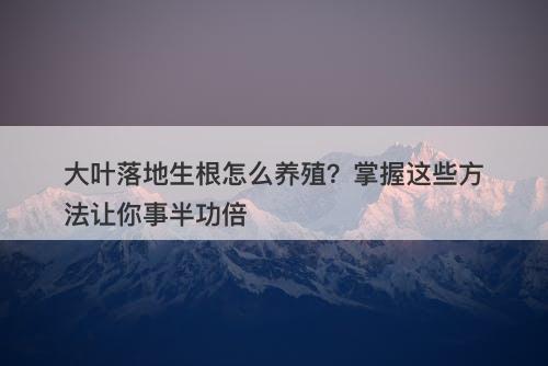 大叶落地生根怎么养殖？掌握这些方法让你事半功倍