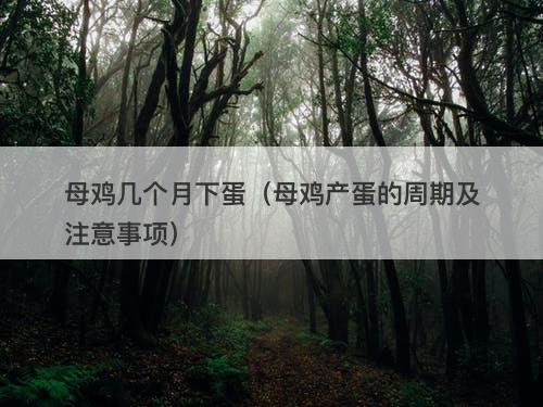 母鸡几个月下蛋（母鸡产蛋的周期及注意事项）