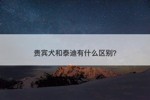 贵宾犬和泰迪有什么区别?