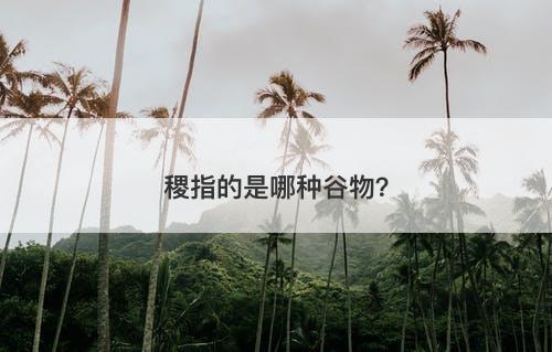 稷指的是哪种谷物？