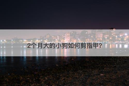 2个月大的小狗如何剪指甲?