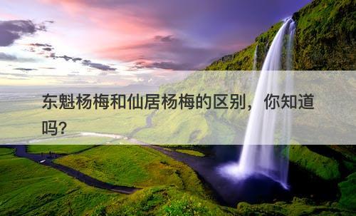 东魁杨梅和仙居杨梅的区别，你知道吗？
