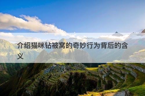 介绍猫咪钻被窝的奇妙行为背后的含义