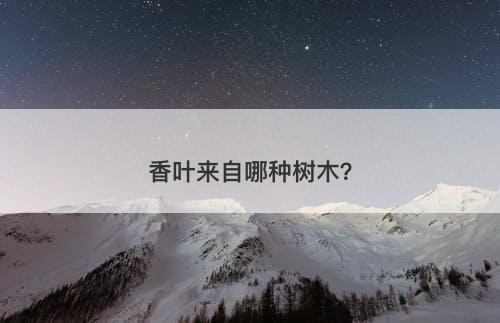 香叶来自哪种树木?