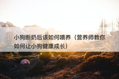 小狗断奶后该如何喂养(营养师教你如何让小狗健康成长)