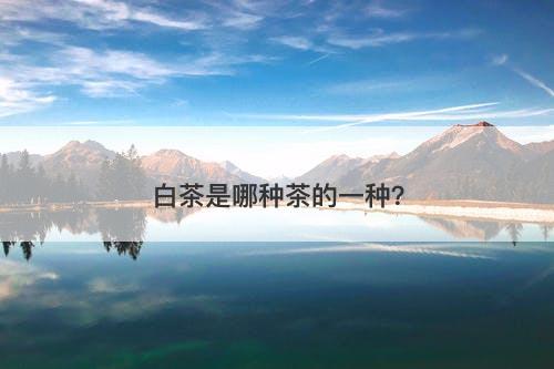 白茶是哪种茶的一种?