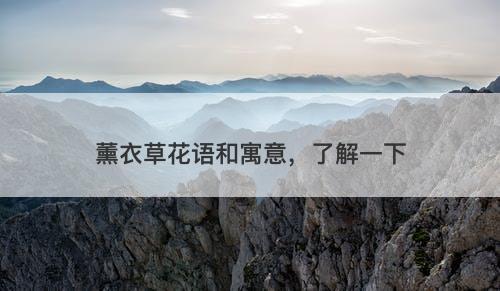 薰衣草花语和寓意,了解一下