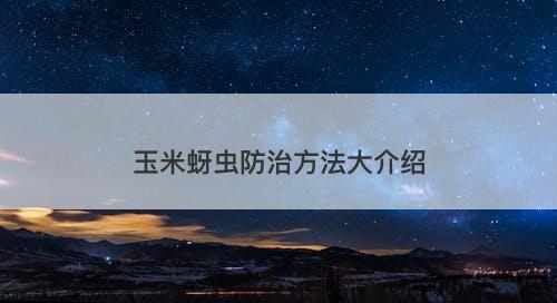 玉米蚜虫防治方法大介绍