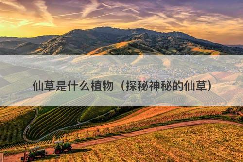 仙草是什么植物(探秘神秘的仙草)