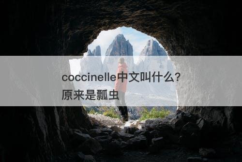 coccinelle中文叫什么?原来是瓢虫