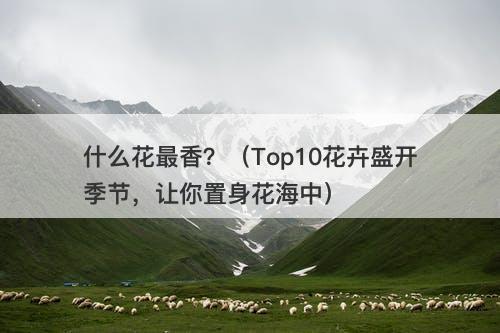 什么花最香？（Top10花卉盛开季节，让你置身花海中）