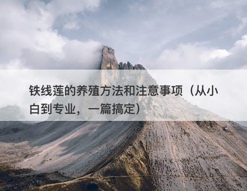 铁线莲的养殖方法和注意事项（从小白到专业，一篇搞定）