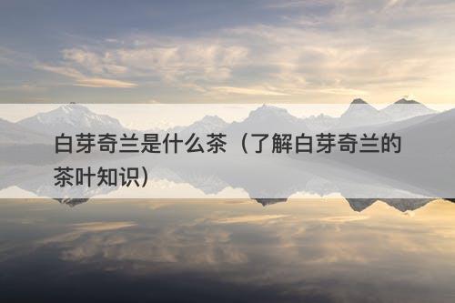 白芽奇兰是什么茶（了解白芽奇兰的茶叶知识）