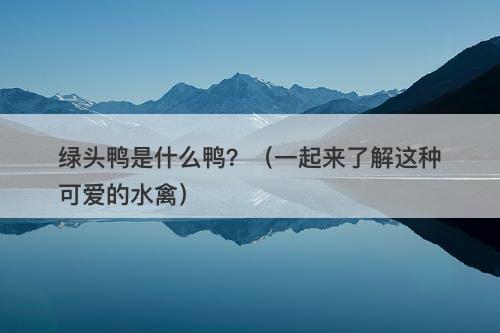 绿头鸭是什么鸭？（一起来了解这种可爱的水禽）