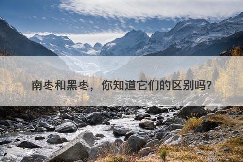 南枣和黑枣，你知道它们的区别吗？