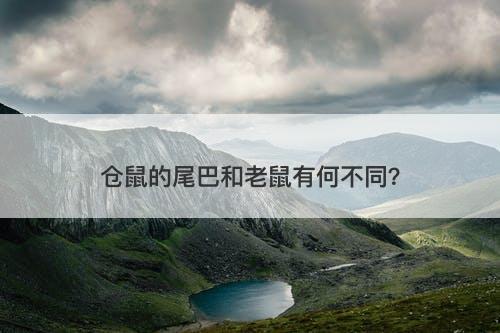 仓鼠的尾巴和老鼠有何不同？