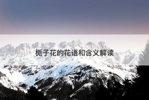 栀子花的花语和含义解读