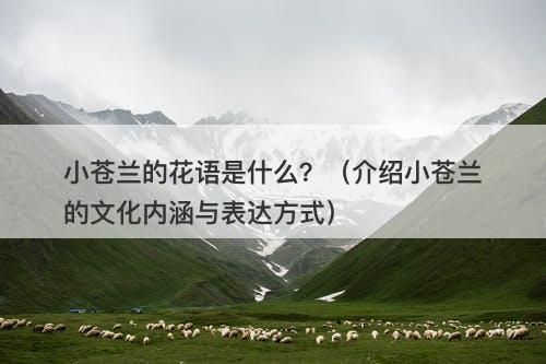 小苍兰的花语是什么？（介绍小苍兰的文化内涵与表达方式）