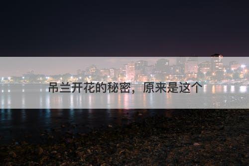 吊兰开花的秘密，原来是这个