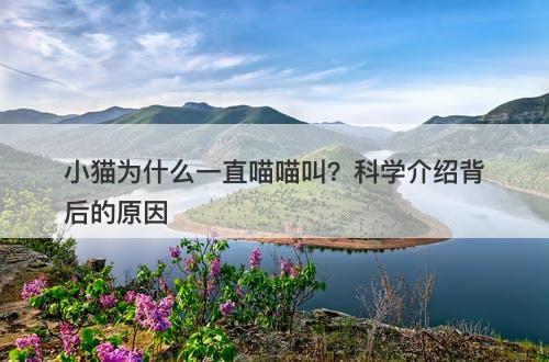 小猫为什么一直喵喵叫？科学介绍背后的原因-图1