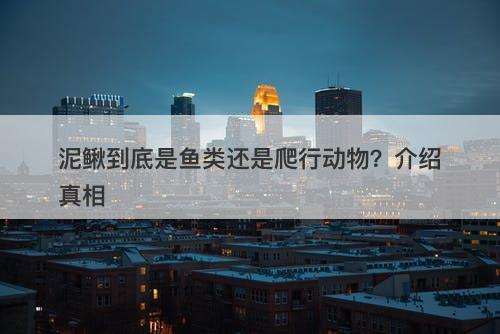 泥鳅到底是鱼类还是爬行动物？介绍真相-图1