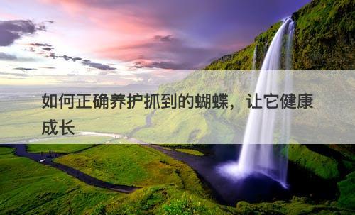 如何正确养护抓到的蝴蝶，让它健康成长