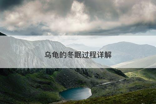 乌龟的冬眠过程详解