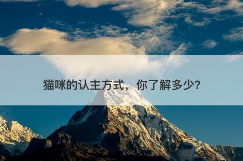 猫咪的认主方式，你了解多少？