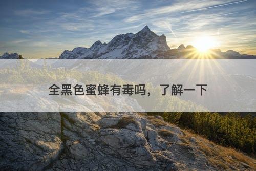 全黑色蜜蜂有毒吗，了解一下