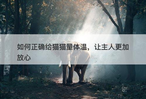 如何正确给猫猫量体温，让主人更加放心