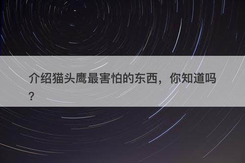 介绍猫头鹰最害怕的东西,你知道吗?