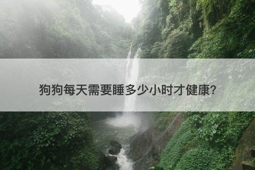 狗狗每天需要睡多少小时才健康？-图1