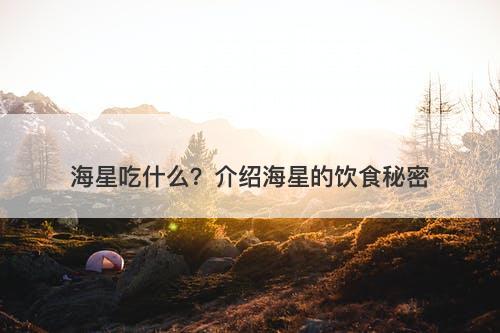 海星吃什么？介绍海星的饮食秘密