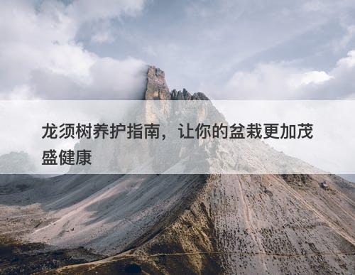 龙须树养护指南,让你的盆栽更加茂盛健康