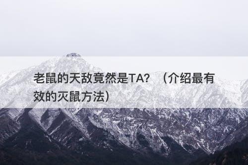 老鼠的天敌竟然是TA？（介绍最有效的灭鼠方法）