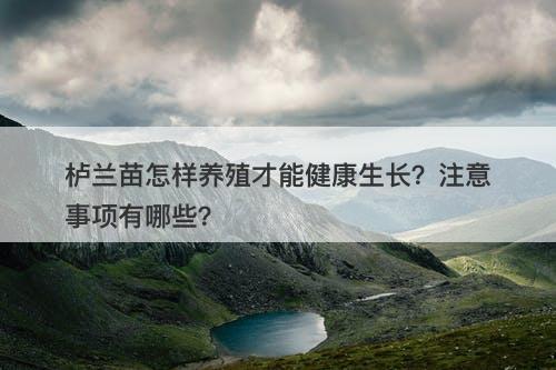 栌兰苗怎样养殖才能健康生长？注意事项有哪些？