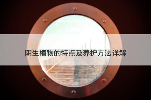 阴生植物的特点及养护方法详解