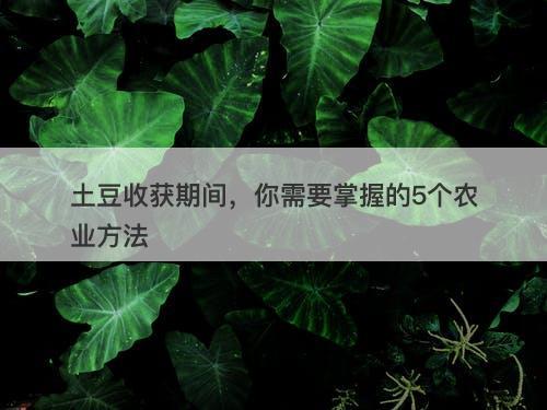 土豆收获期间，你需要掌握的5个农业方法